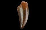Serrated, Raptor Tooth - Real Dinosaur Tooth #130363-1